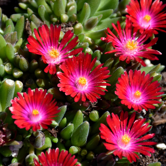 Delosperma 'Jewel Of Desert Garnet'