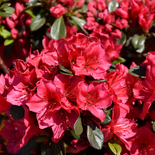 Rhododendron 'Bixby'