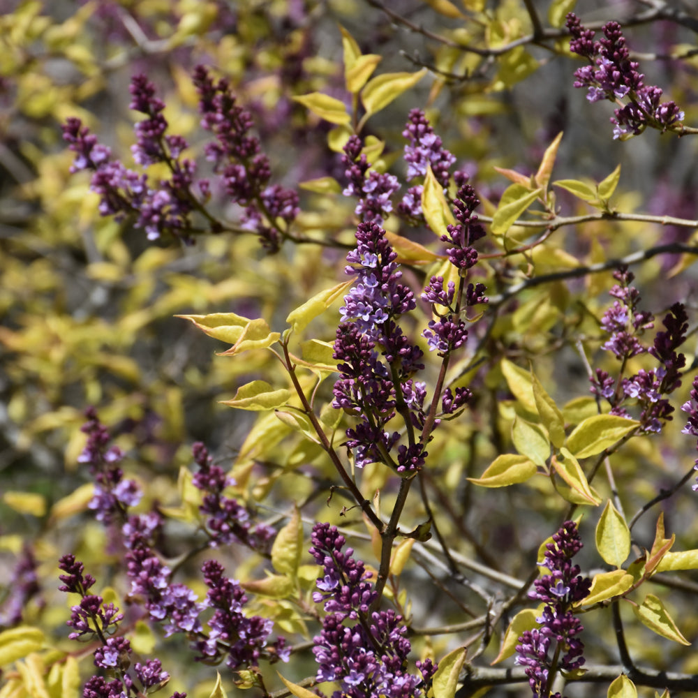 Spring Rainbow Lilac