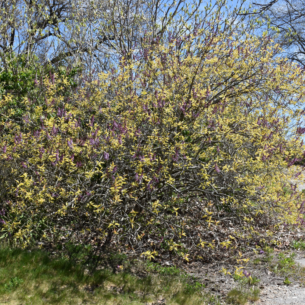 Spring Rainbow Lilac