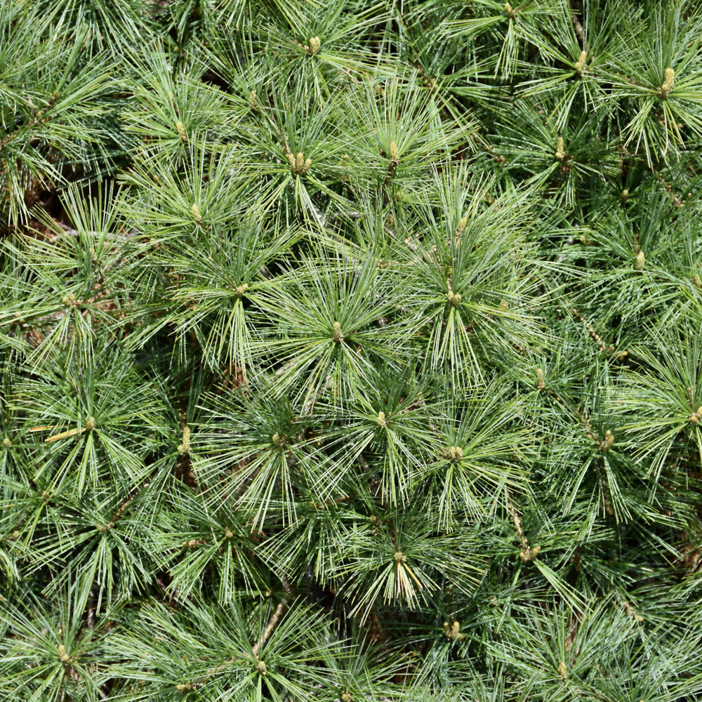 Shaggy Dog White Pine