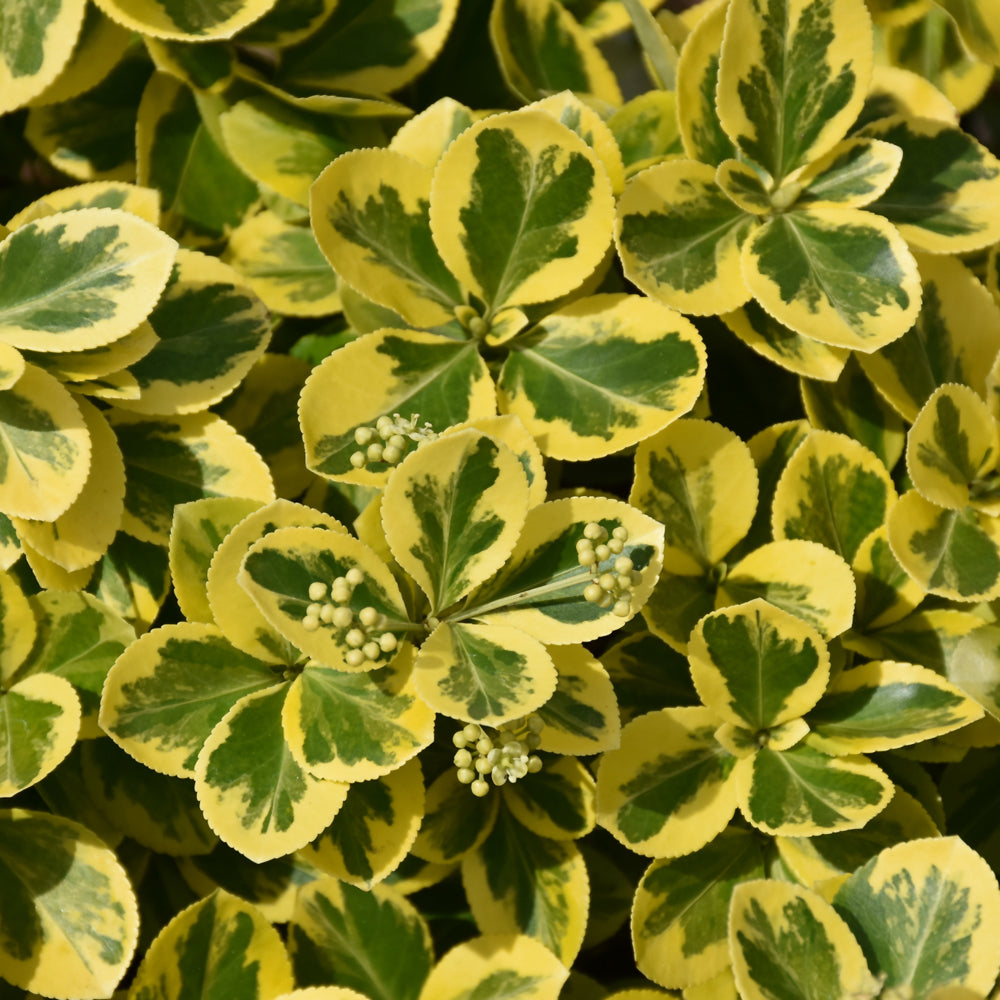 Gold Splash® Wintercreeper