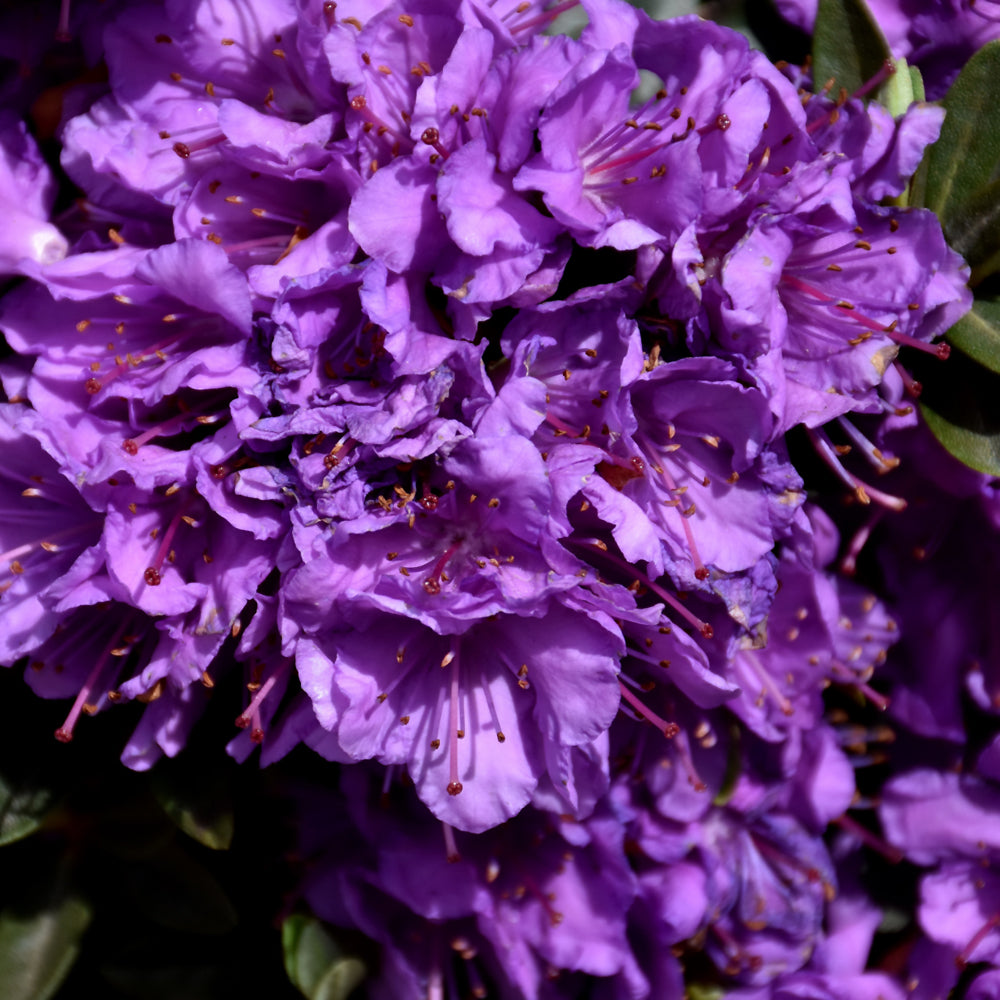 Rhododendron 'Purple Gem'