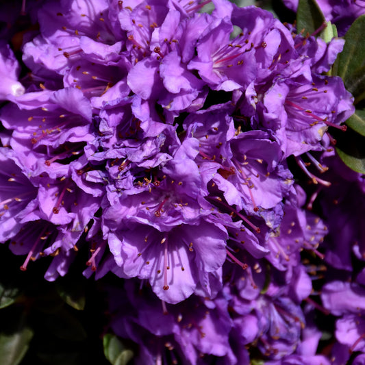 Rhododendron 'Purple Gem'