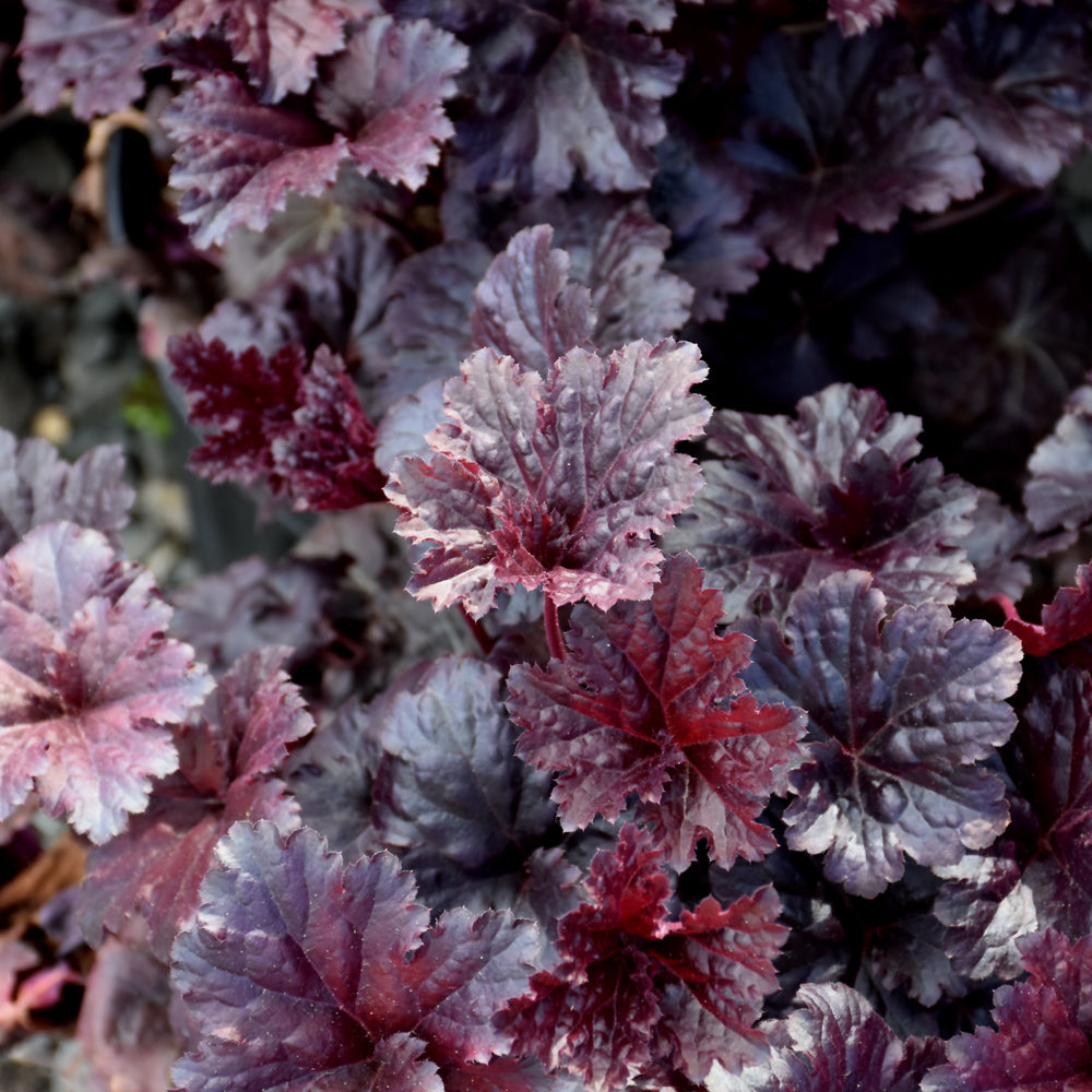 Heuchera 'Black Sea'