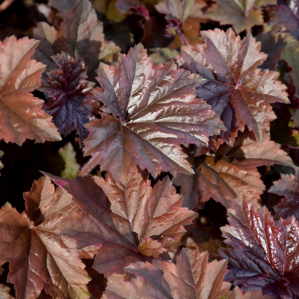 Heuchera 'Bronze Wave'