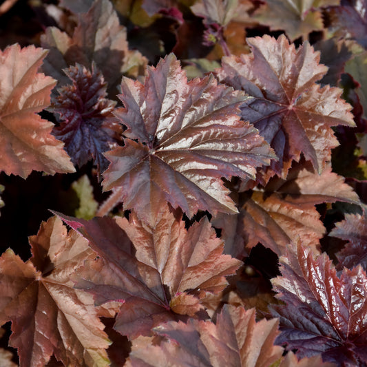 Heuchera 'Bronze Wave'