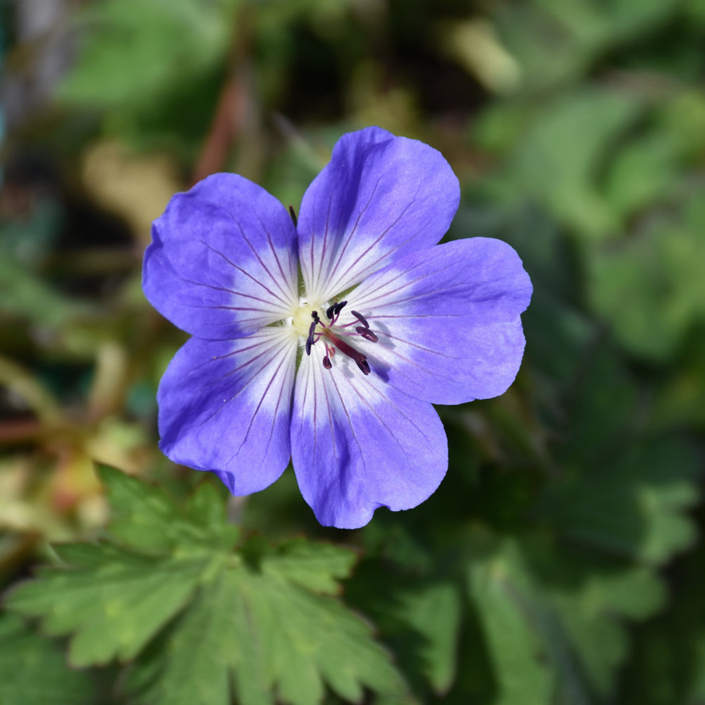 Geranium 'Azure Rush'