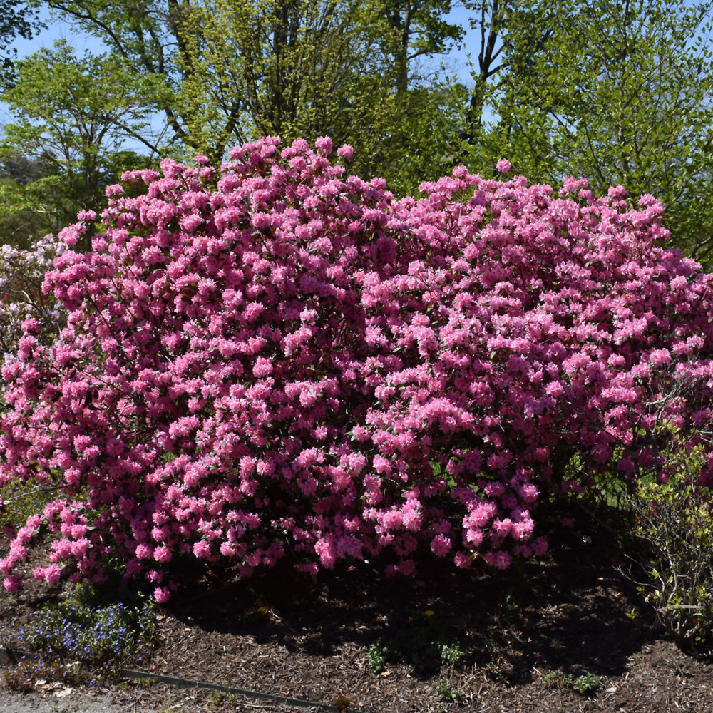 Weston's Aglo Rhododendron