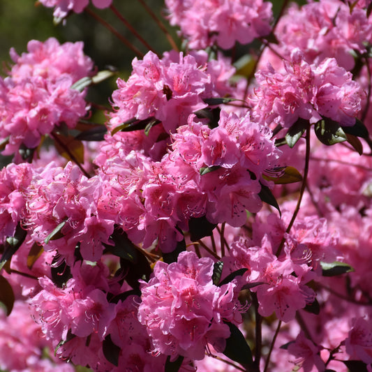 Rhododendron 'Weston's Aglo'