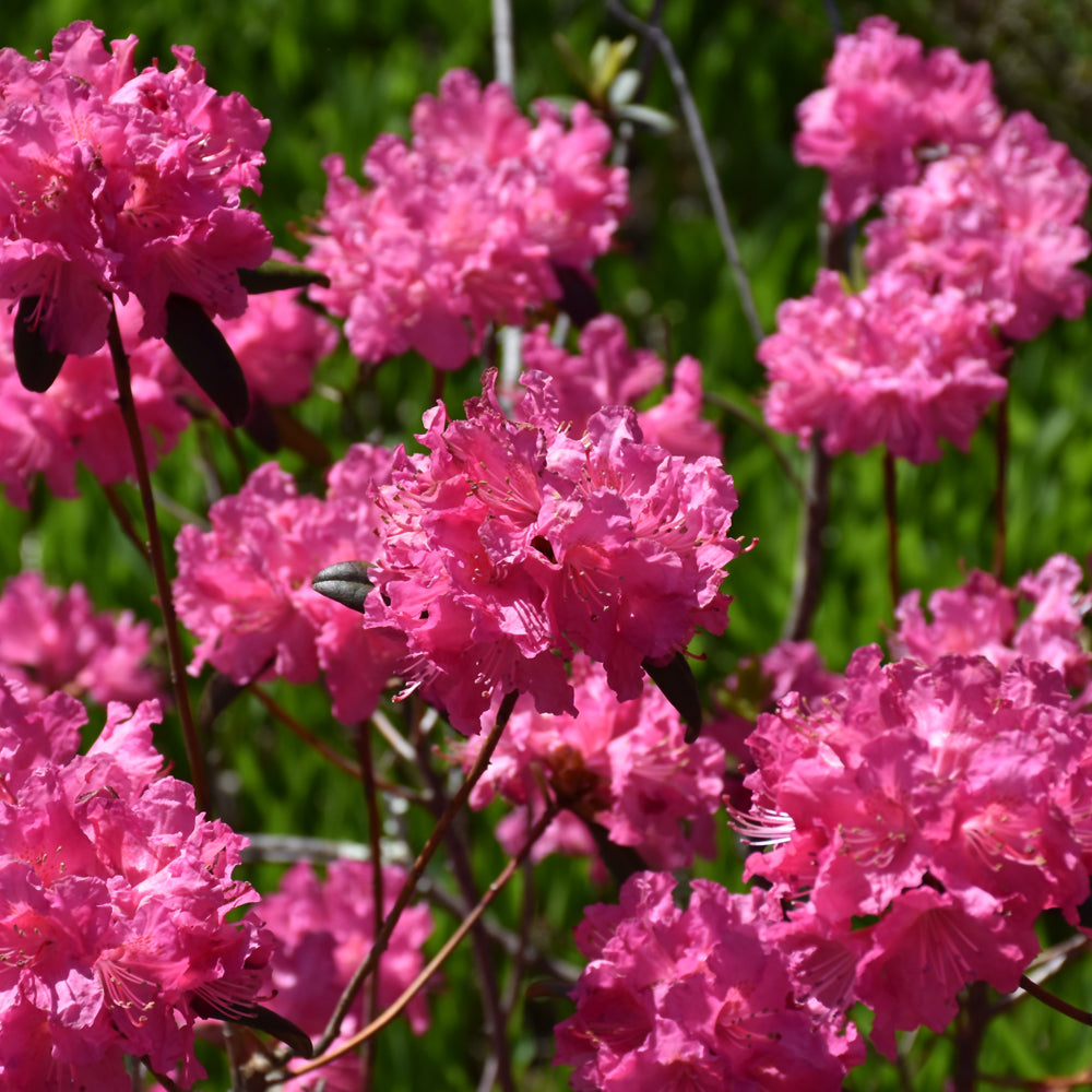 Rhododendron 'Landmark'