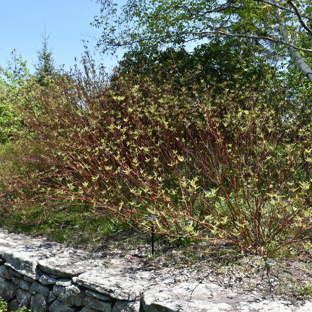 Bailey's Red Twig Dogwood