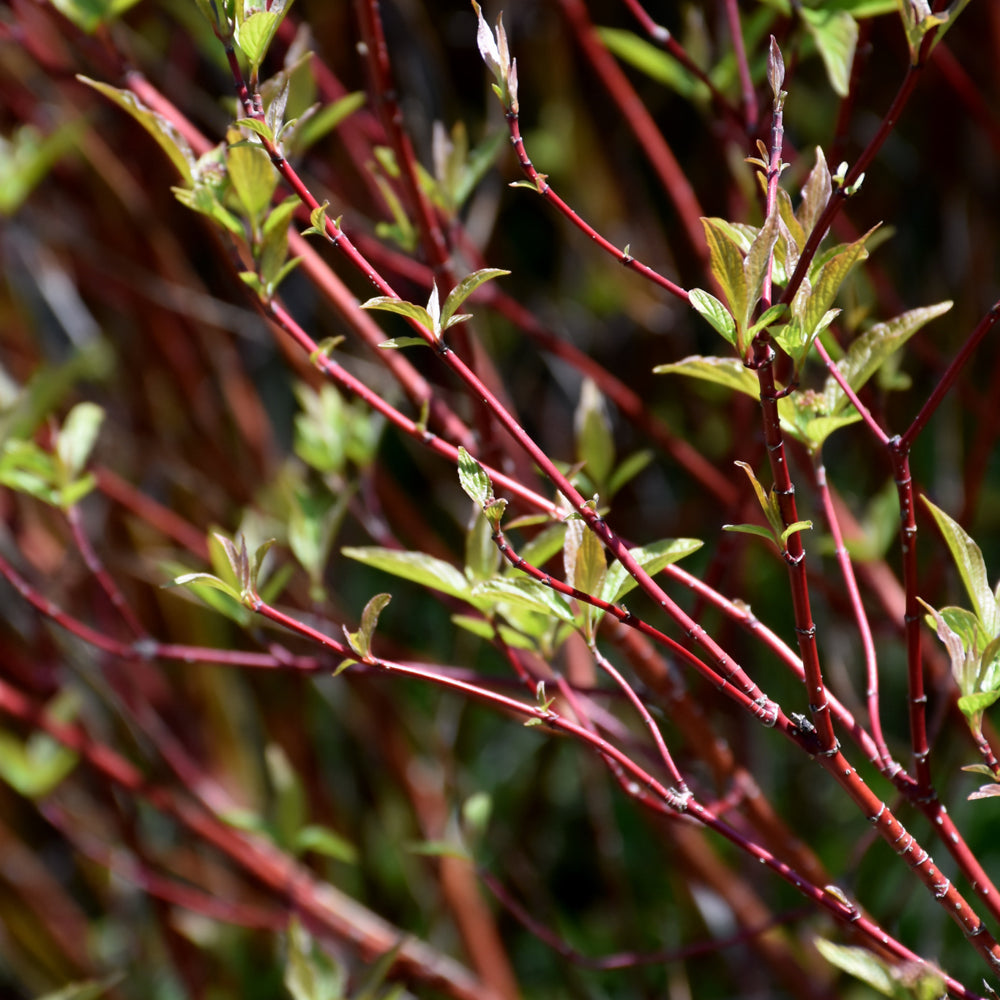 Cornus sericea 'Baileyi'