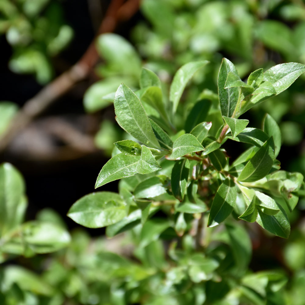 Salix gracilistyla 'Mt. Aso'