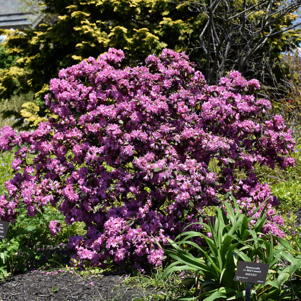 Midnight Ruby Rhododendron