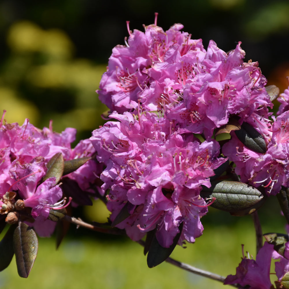 Rhododendron 'Midnight Ruby'