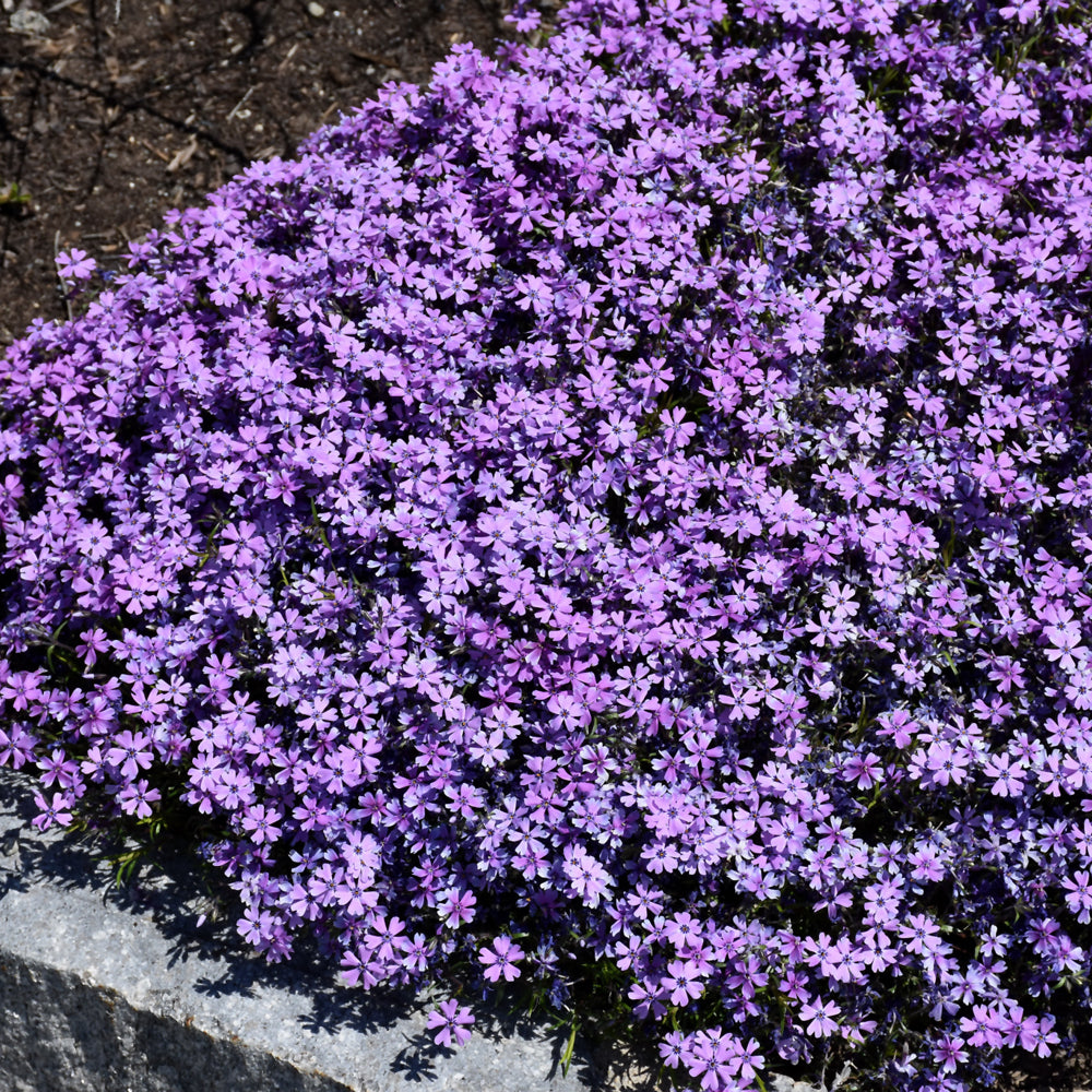 Purple Beauty Moss Phlox