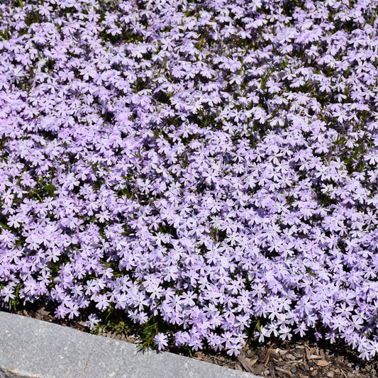 Phlox subulata 'Early Spring Lavender'