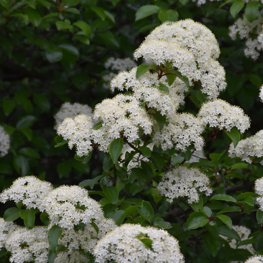 Viburnum prunifolium