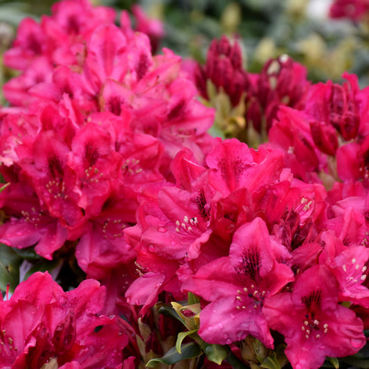 Rhododendron 'Nova Zembla'