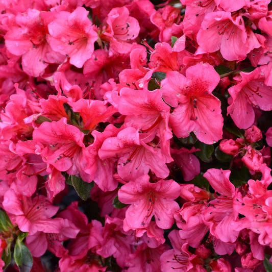 Rhododendron 'Girard's Crimson'