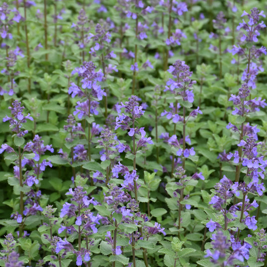 Nepeta x faassenii 'Blue Wonder'