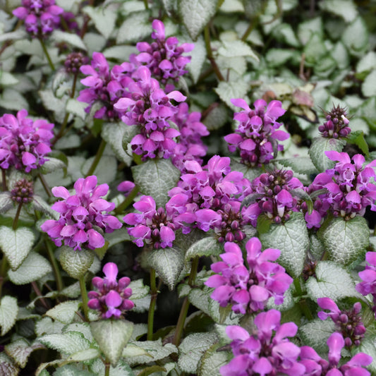 Lamium maculatum 'Purple Dragon'