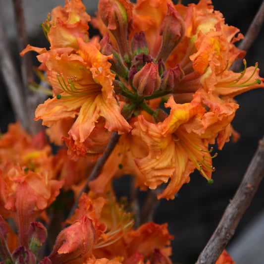 Rhododendron 'Gibraltar'