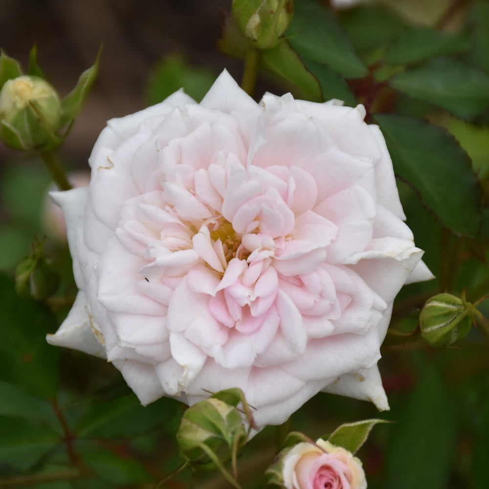 White Drift® Rose