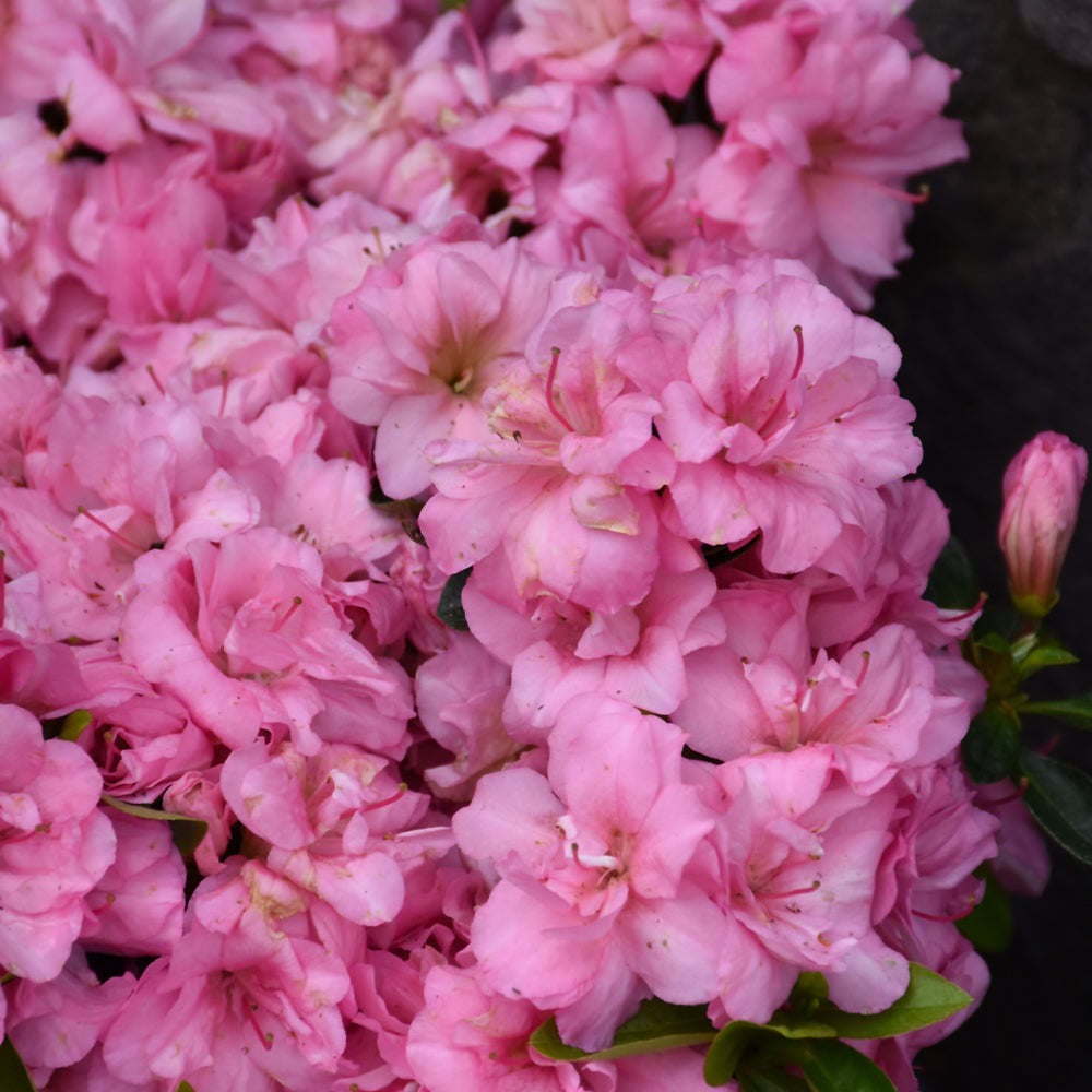 Rhododendron 'Rosebud'