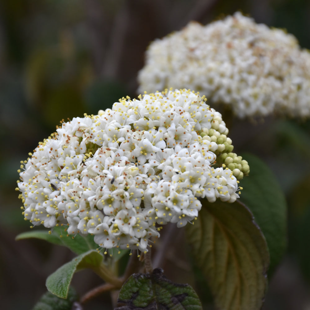 Viburnum rhytidophyllum