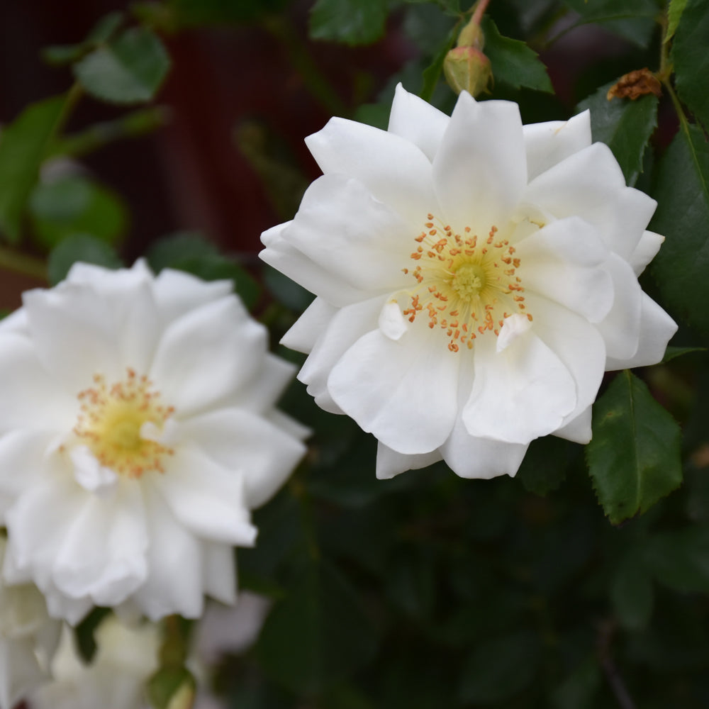 Rosa 'Flower Carpet White'