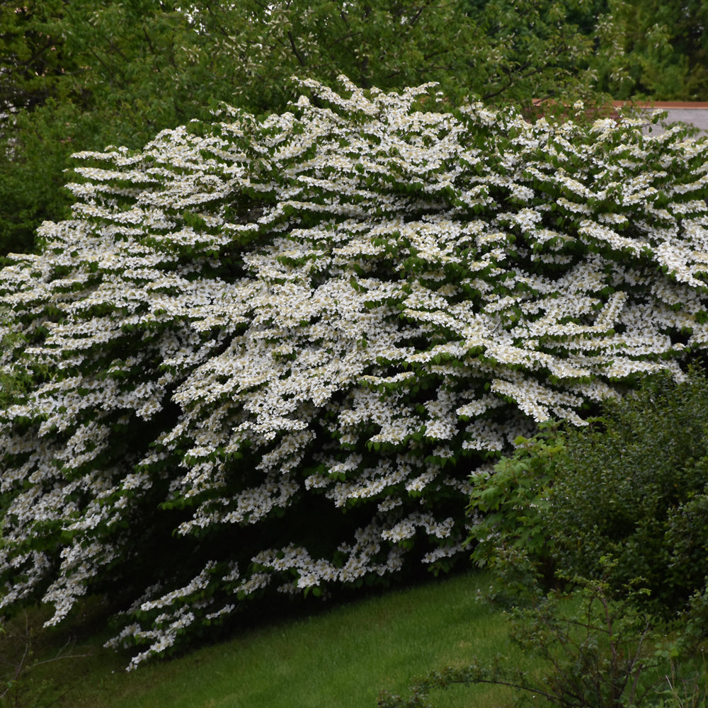 Viburnum plicatum 'Mariesii'