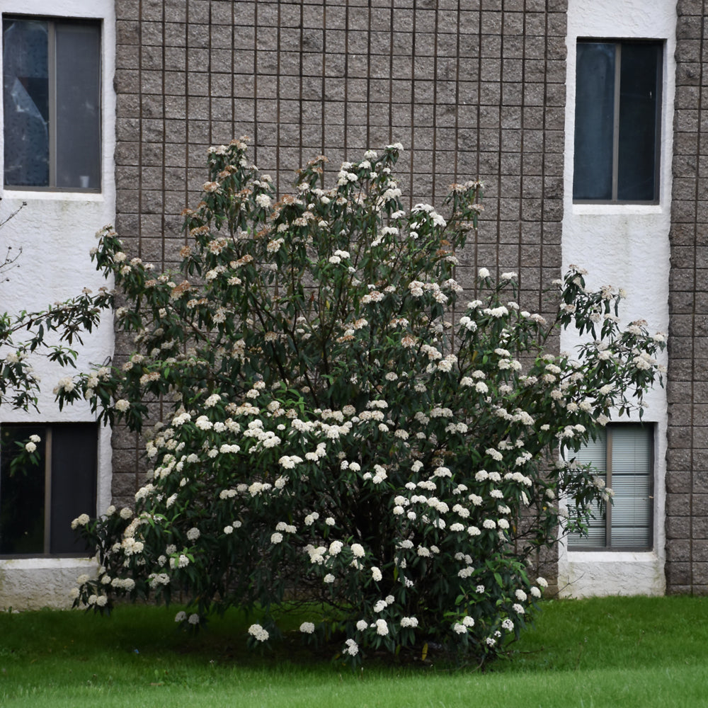 Leatherleaf Viburnum