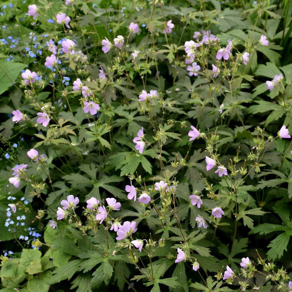 Espresso Cranesbill