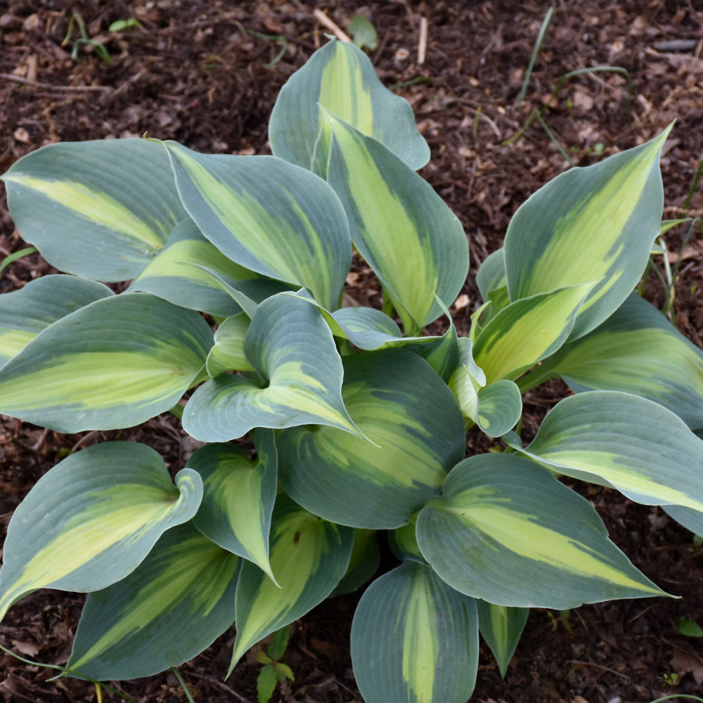 Hosta 'Touch Of Class'