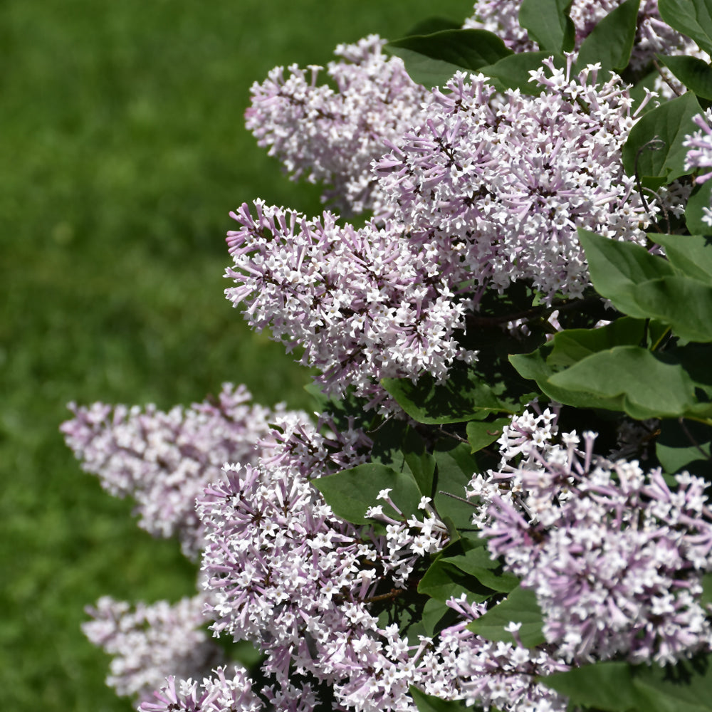 Syringa patula 'Miss Kim'