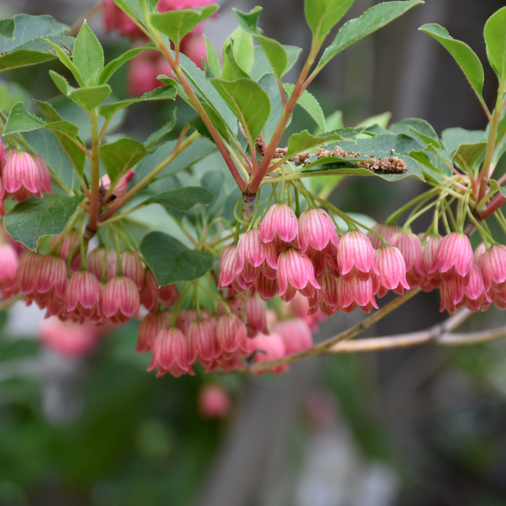 Enkianthus campanulatus