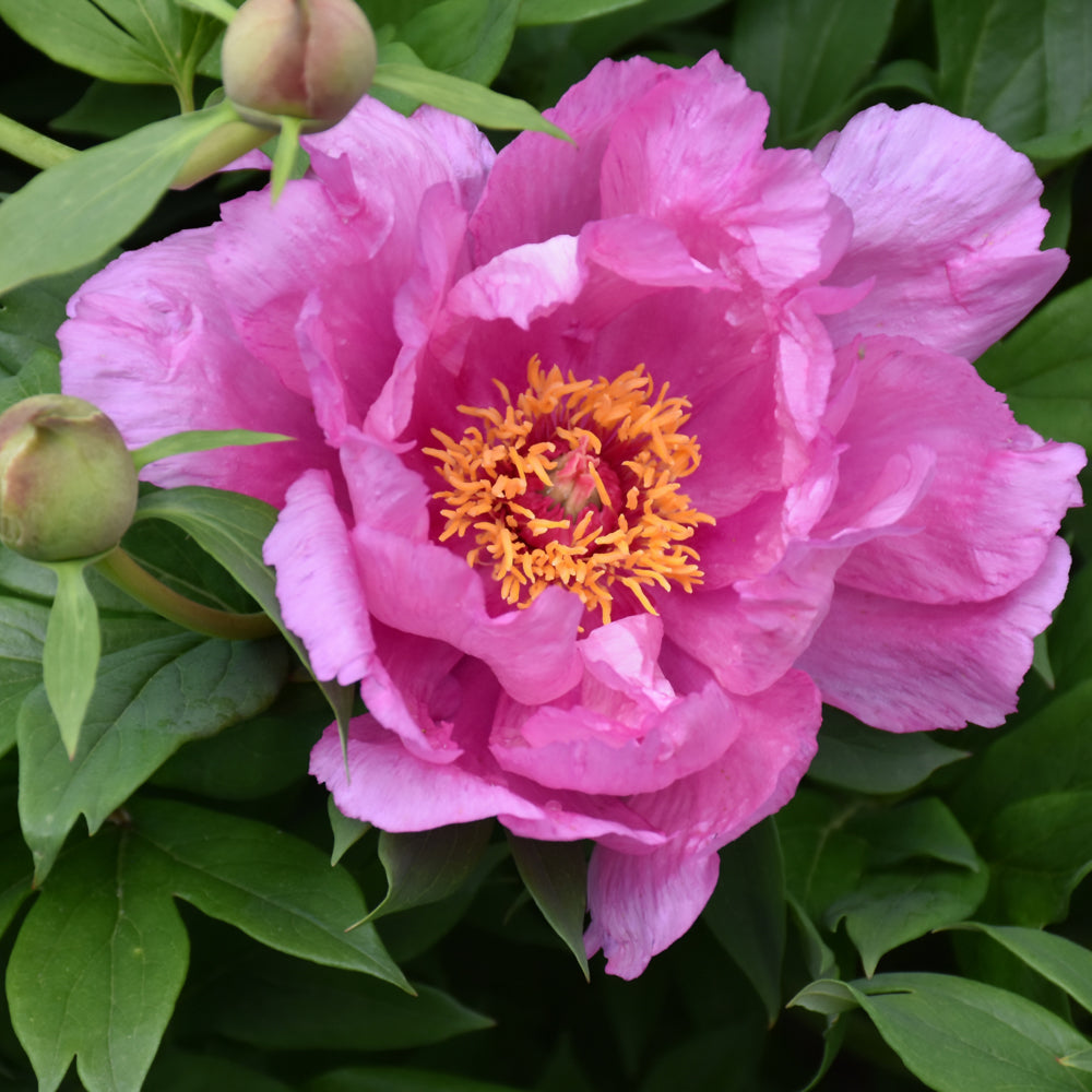 Paeonia 'First Arrival'