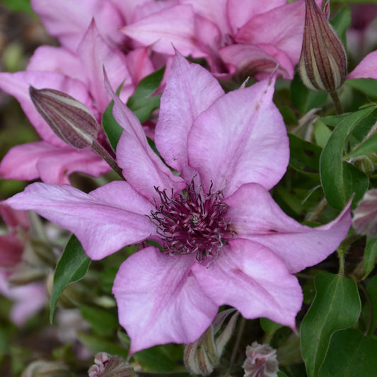 Clematis 'Evipo051'