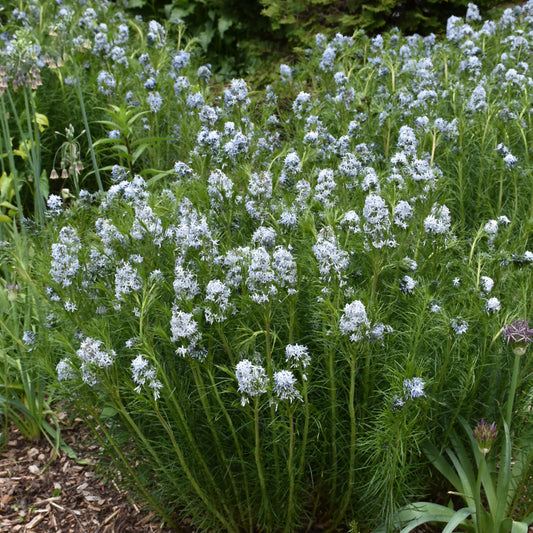 Amsonia hubrichtii