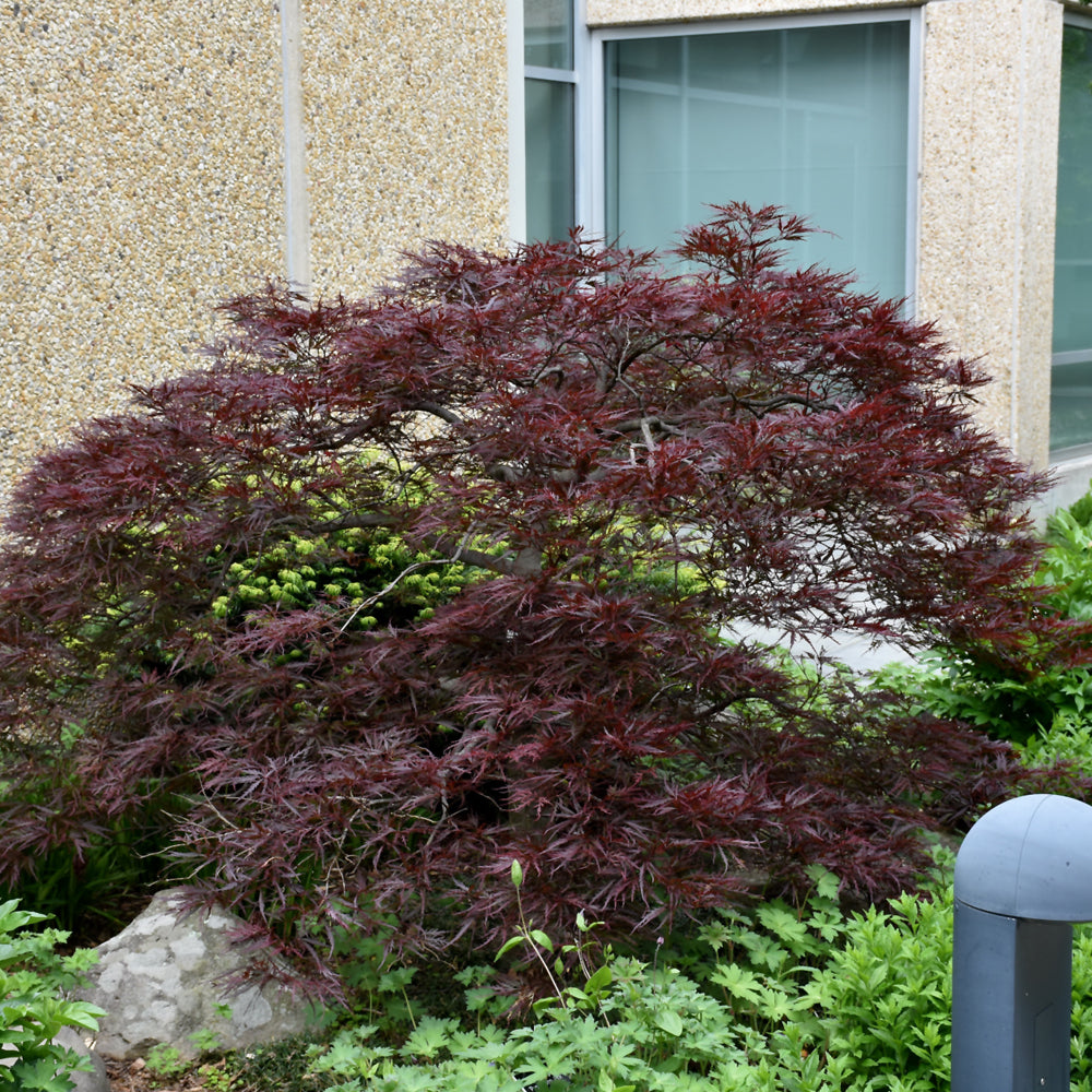 Acer palmatum 'Red Dragon'