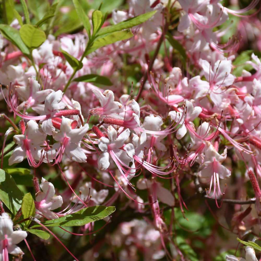 Rhododendron periclymenoides