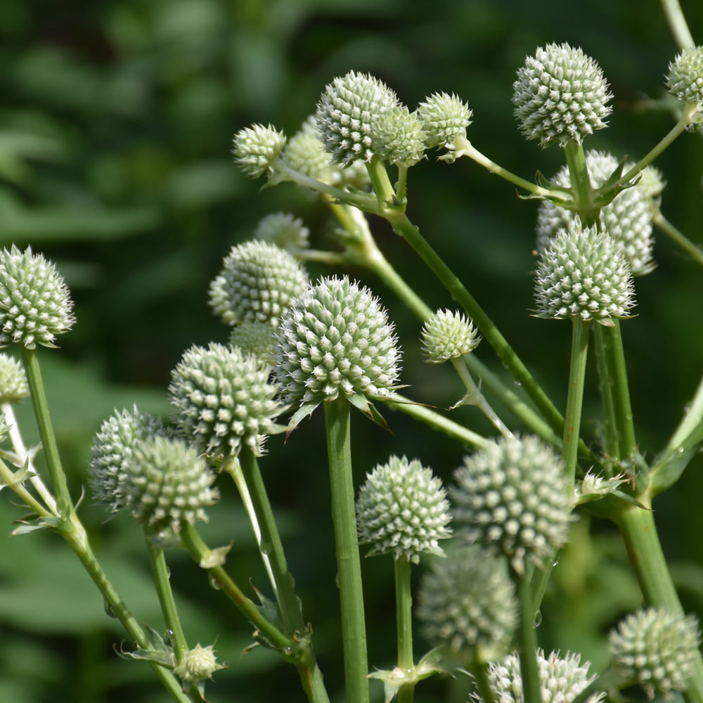 Eryngium yuccifolium