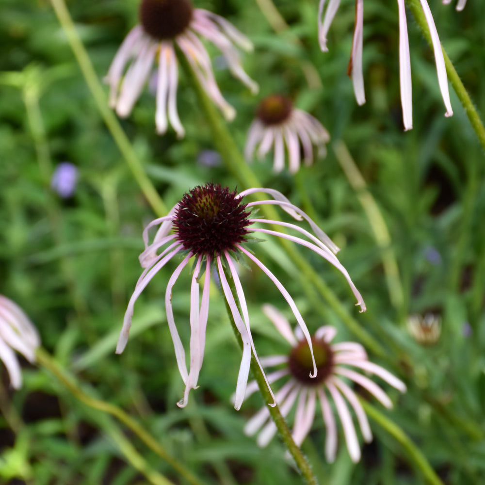 Echinacea pallida