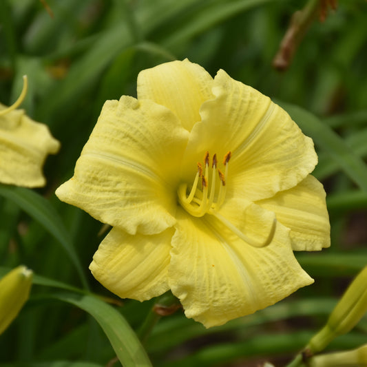 Hemerocallis 'Going Bananas'