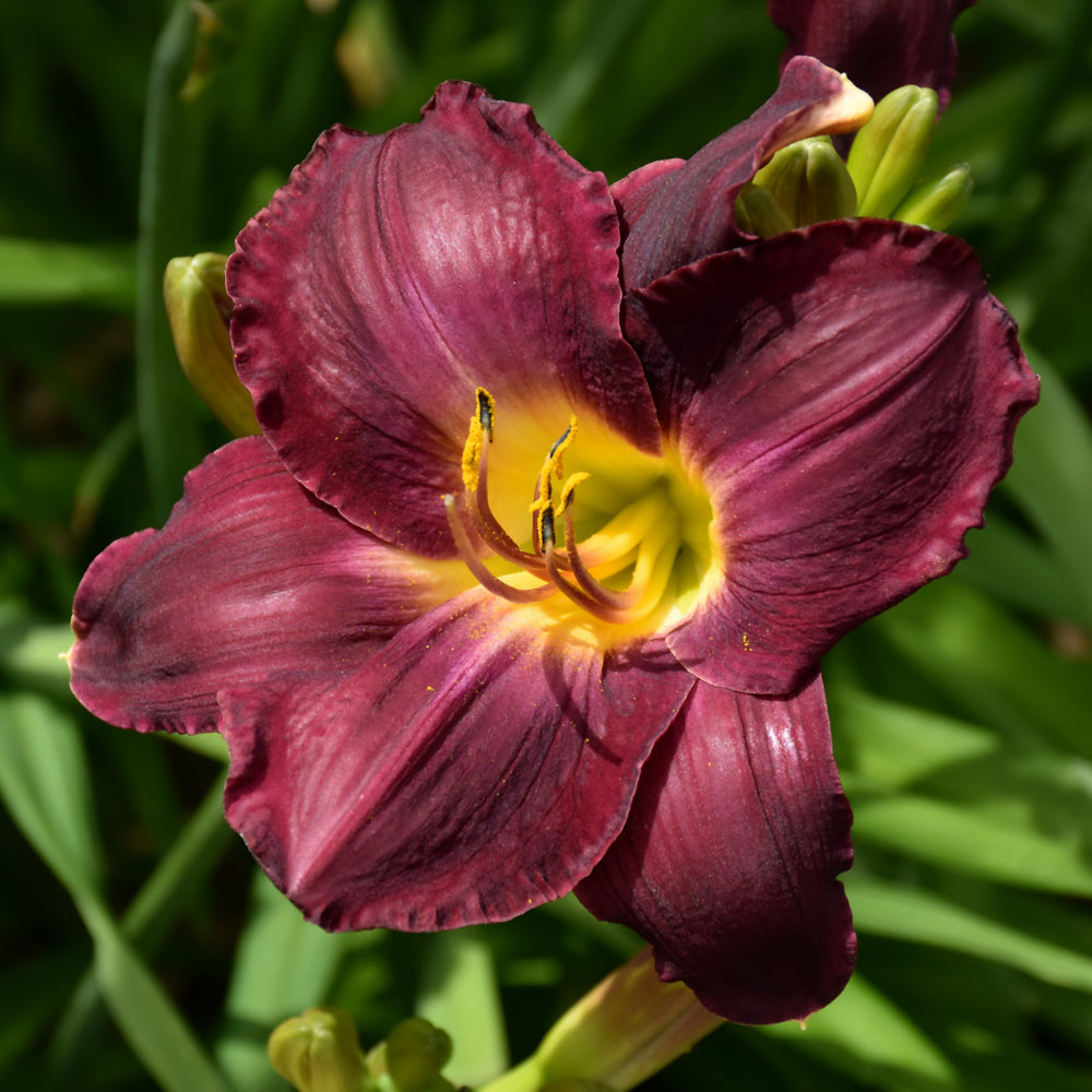 Rainbow Rhythm® Nosferatu Daylily