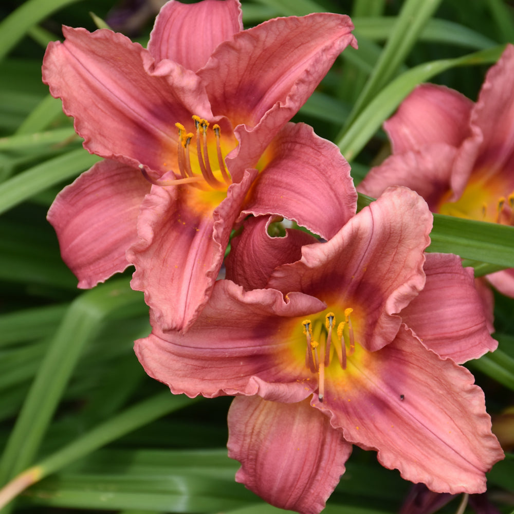 Hemerocallis 'Rosy Returns'