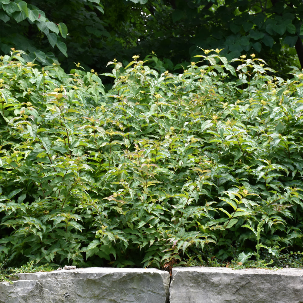 Diervilla lonicera