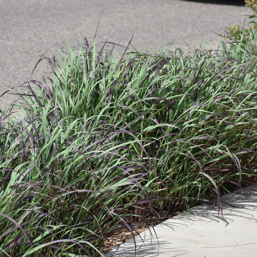 Ruby Ribbons Switch Grass